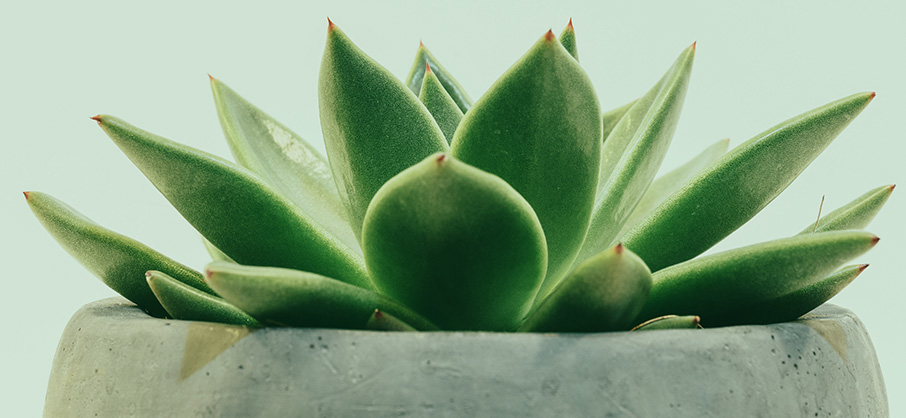 Illustration plante verte